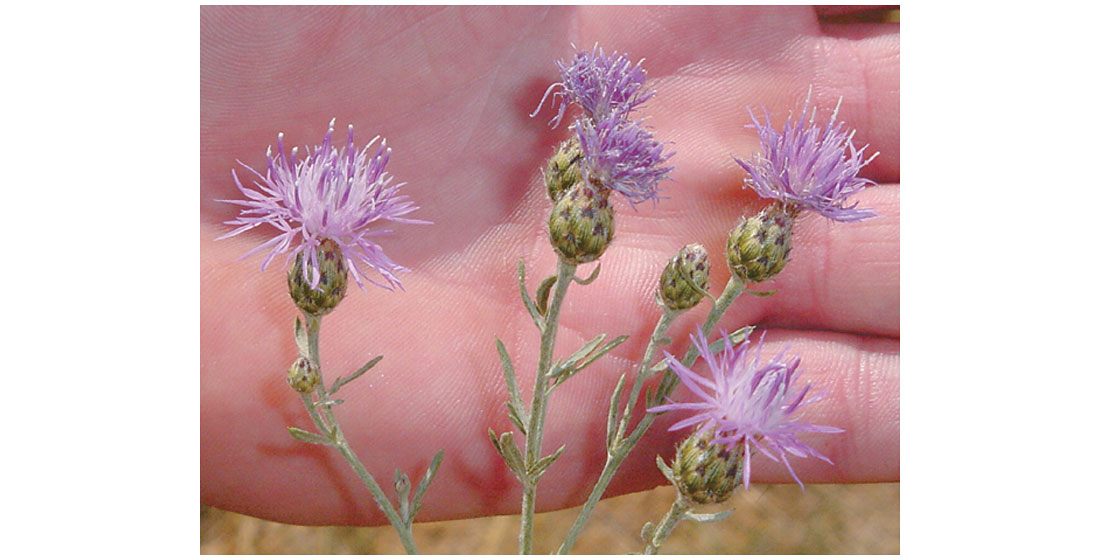 Spotted Knapweed
