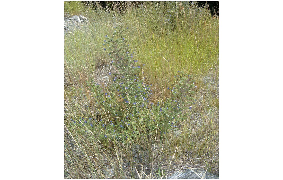 Blueweed