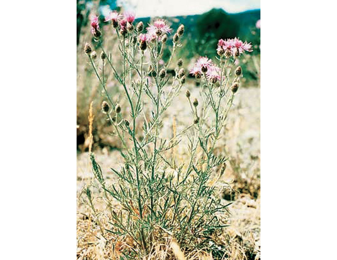 Nodding Thistle