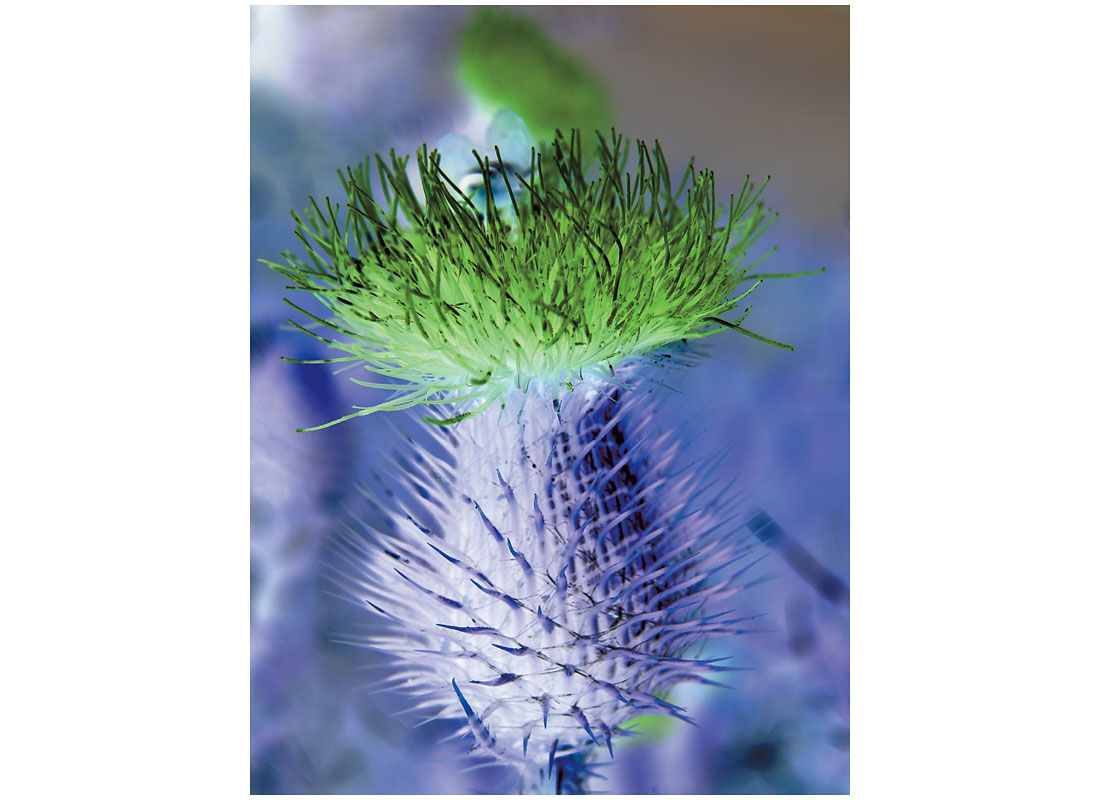 Bull Thistle