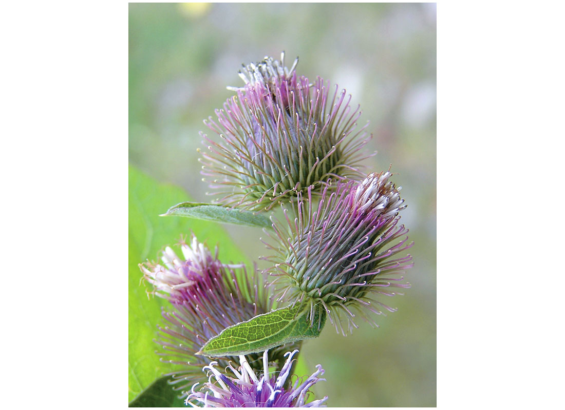 Burdock