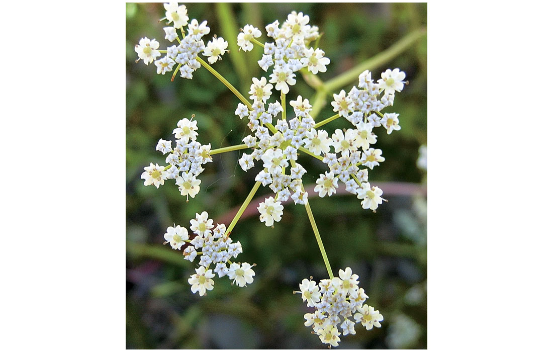 Wild Caraway