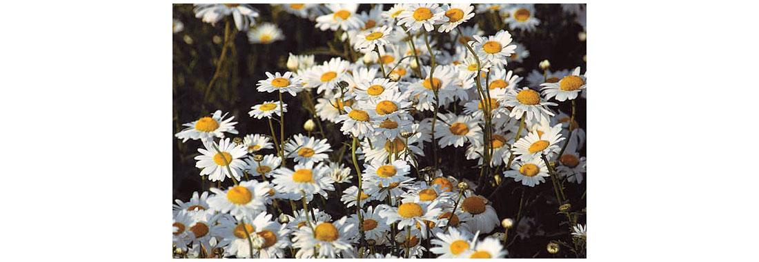 Oxeye Daisy