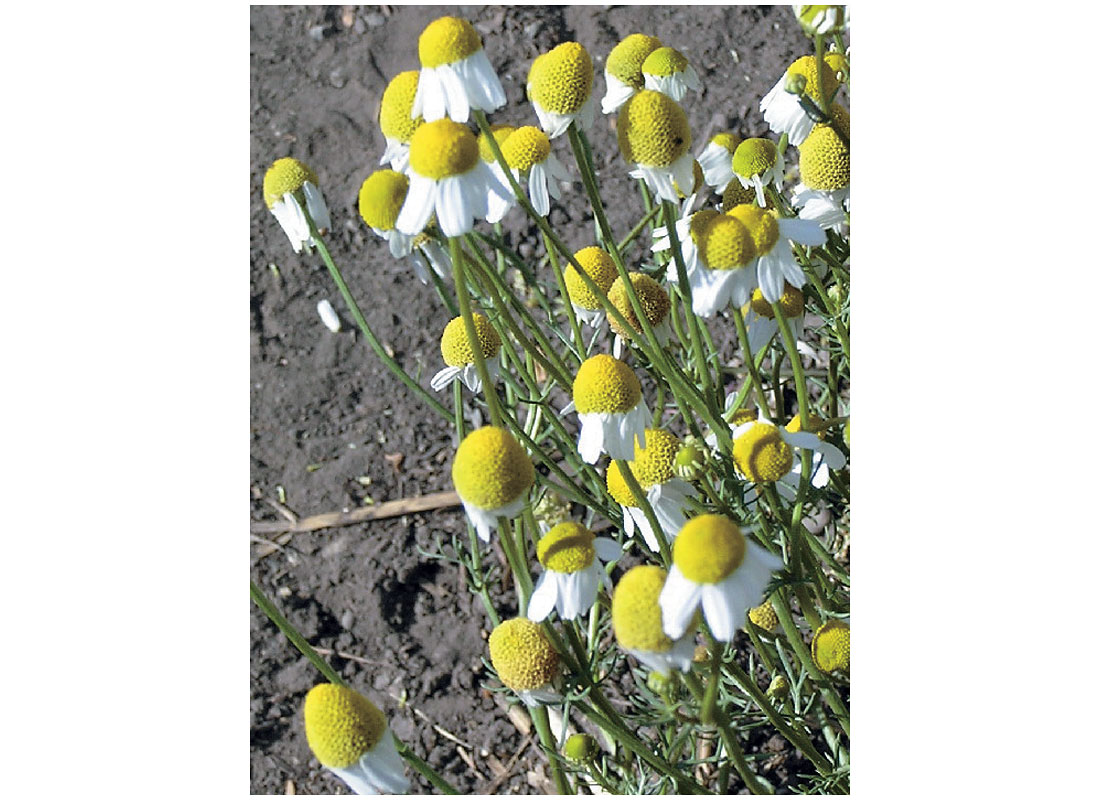 Scentless Chamomile