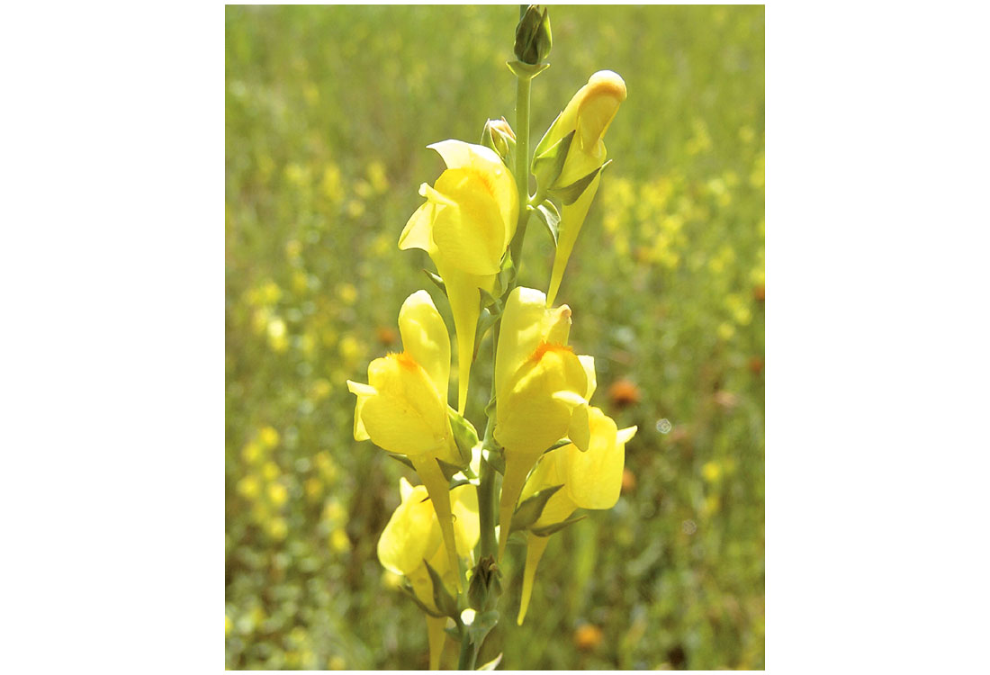 Dalmatian Toadflax