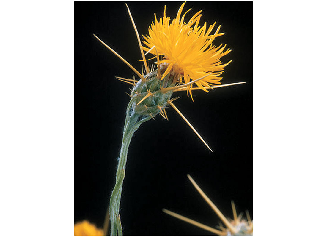 Yellow Starthistle