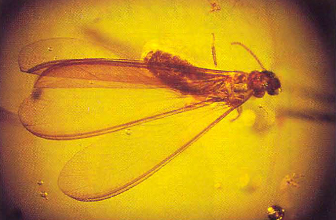 Fig. 01