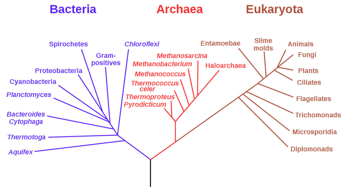 Fig. 01