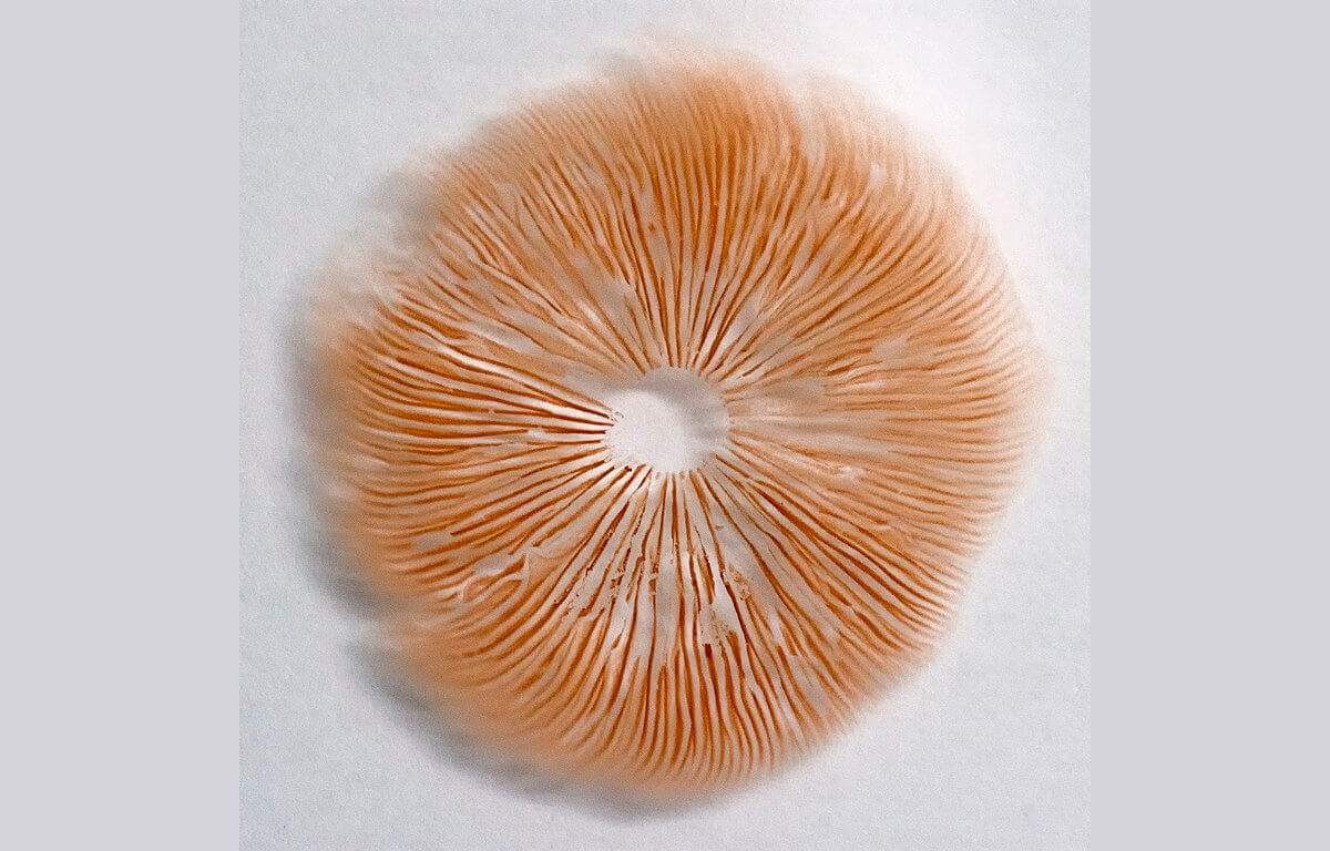 Fig. 02