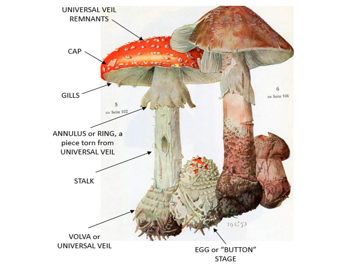 Fig. 03