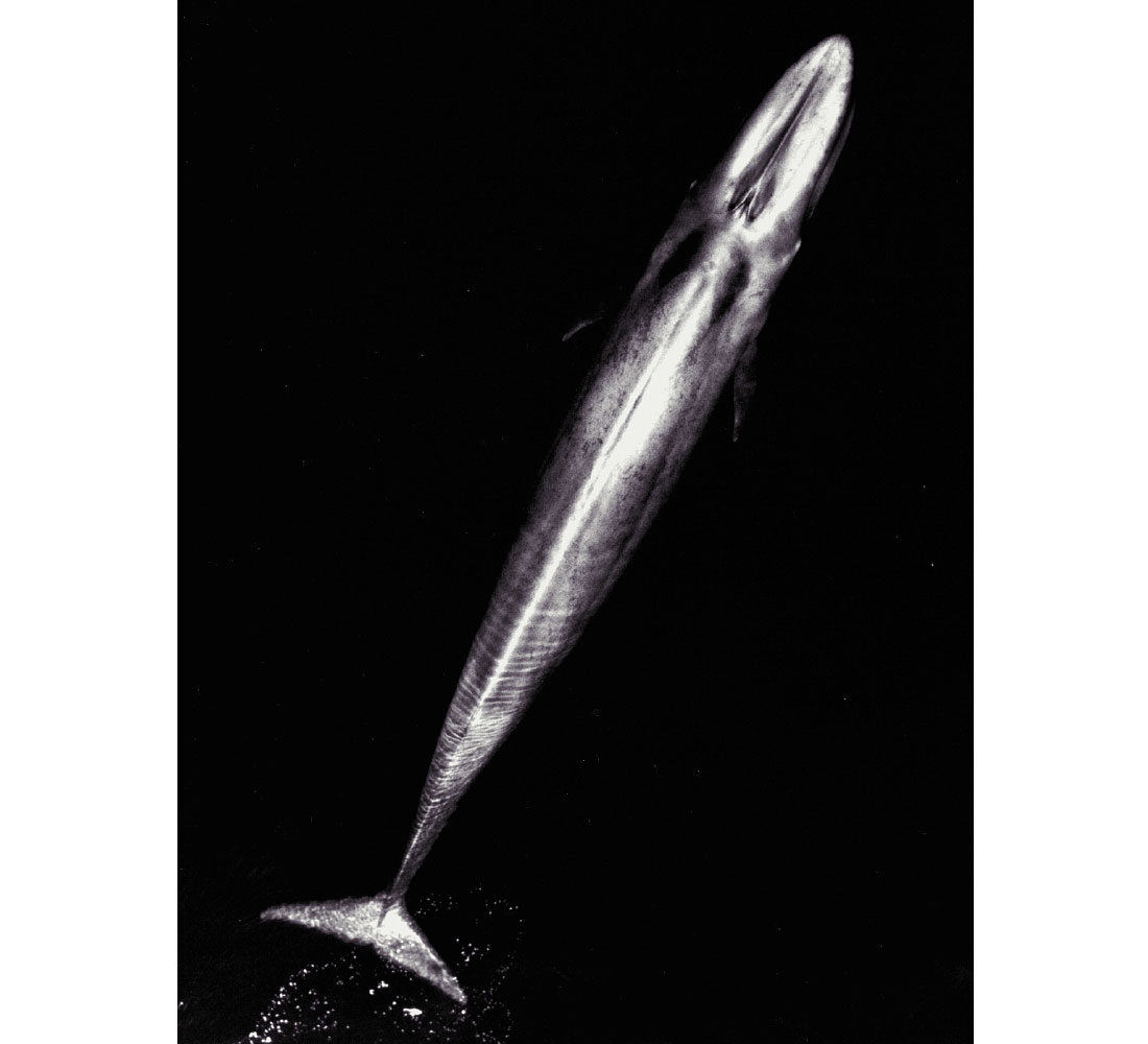 Fig. 05
