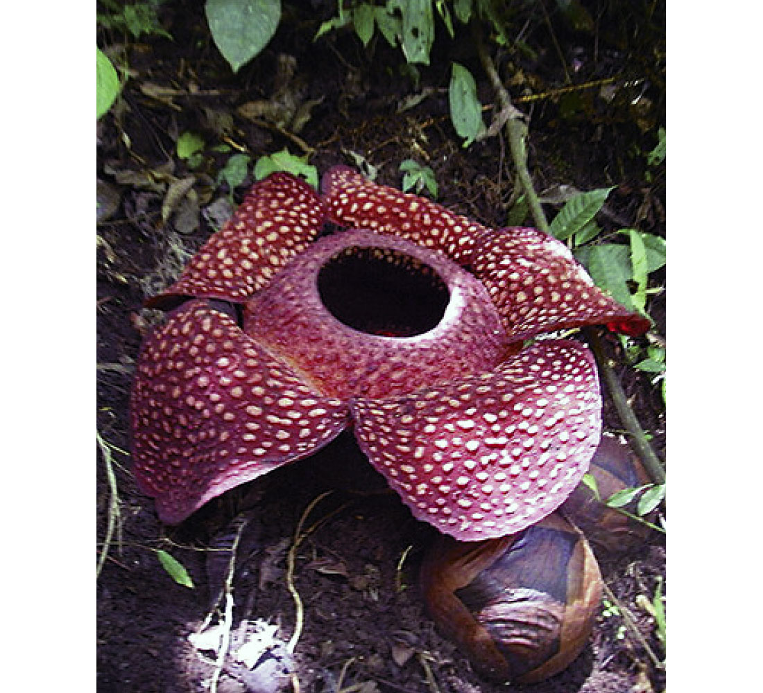 Fig. 07
