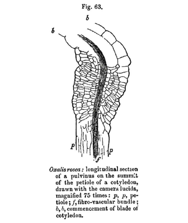 Fig. 05